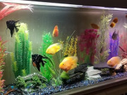 Nhà đẹp - Xây bể cá cả trăm triệu bố vợ lên chơi liền bắt đập bỏ, nghe ông giải thích tôi cảm ơn rối rít