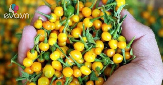 View - Quả này nước ngoài bán 25 triệu đồng/kg, bạn giâm vài hạt vào giá thể, sau 3 tháng là được thưởng thức