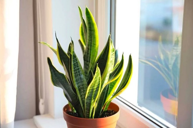 When planting snake plants, remember the principle of "6 nos", the leaves are always green, attracting wealth and luck to the homeowner - 2