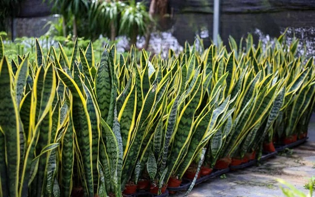 When planting snake plants, remember the principle of "6 nos", the leaves are always green, attracting wealth and luck to the homeowner - 7