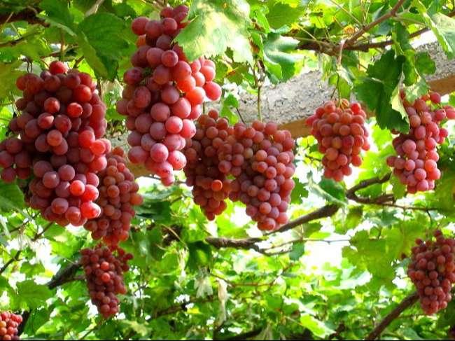 Loại quả “tuy nhỏ nhưng có võ” giúp chống oxy hóa cực tốt và ngăn ngừa lão hóa, bà bầu ăn có tốt không? - 3
