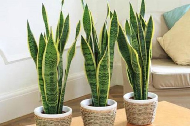 When planting snake plants, remember the principle of "6 nos", the leaves are always green, attracting wealth and luck to the homeowner - 4
