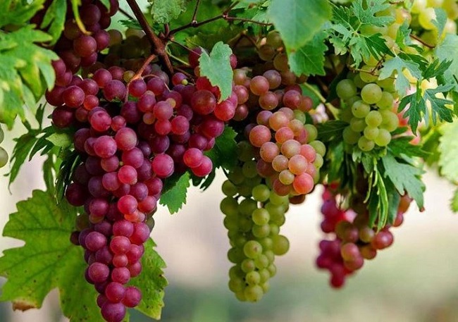 Loại quả “tuy nhỏ nhưng có võ” giúp chống oxy hóa cực tốt và ngăn ngừa lão hóa, bà bầu ăn có tốt không? - 2
