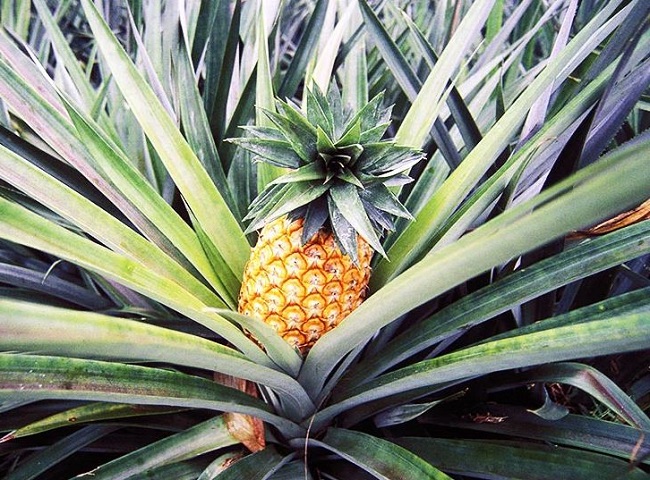 Quả này có Vitamin C gấp 1.6 lần chanh, được rất nhiều người ưa thích, bà bầu ăn cần lưu ý những gì? - 4