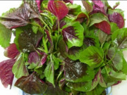 Bà bầu - Loại rau là “mỏ vàng” cung cấp axit folic mà giá chỉ 12.000 đồng/kg, bà bầu ăn cực tốt
