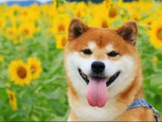 Lifestyle - Khi bạn nuôi một chú chó... thảo mai