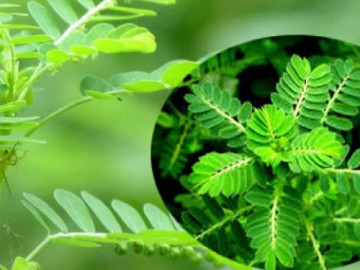 5 vị thuốc lợi sữa dễ kiếm cho phụ nữ sau sinh