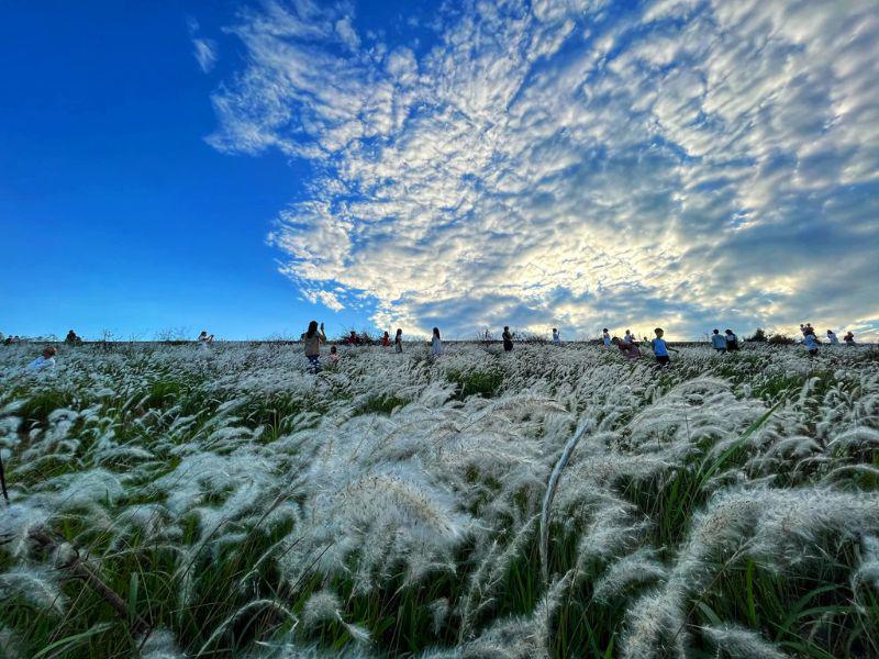 Có nhiều bãi cỏ lau đẹp thường được mọi người tìm đến như đê Ngọc Thụy, đê Xuân Quan (đoạn đối diện sân bay Gia Lâm), hoặc đoạn đê gần Bồ Đề,...
