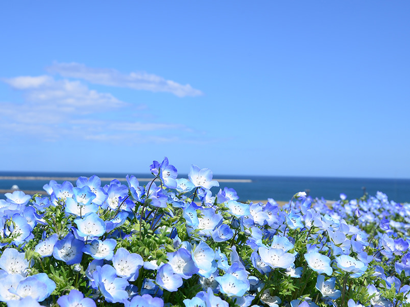 Có khoảng 5,3 triệu bông hoa tuyệt đẹp, còn được gọi là "đôi mắt em bé màu xanh". Trong tiếng Hy Lạp, loài hoa này có nghĩa là tình yêu nhỏ bé.
