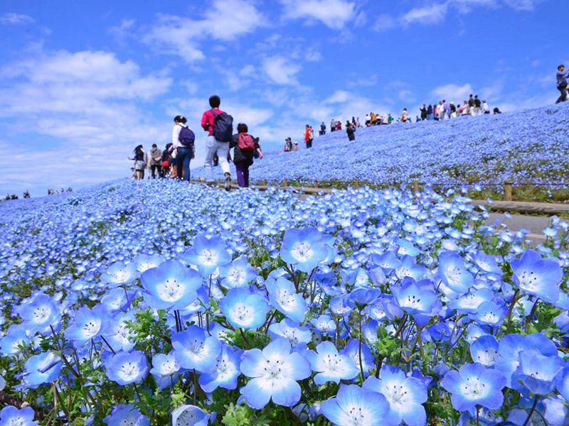 Công viên bờ biển Hitachi thường chật kín khách du lịch vào mùa xuân. Hoa nemophila nở từ mặt đất, chỉ cao khoảng 25cm với 5 cánh hoa rất đẹp. Cánh hoa chuyển dần từ màu trắng sang màu xanh hoặc tím tạo nên màu sắc đẹp mắt.
