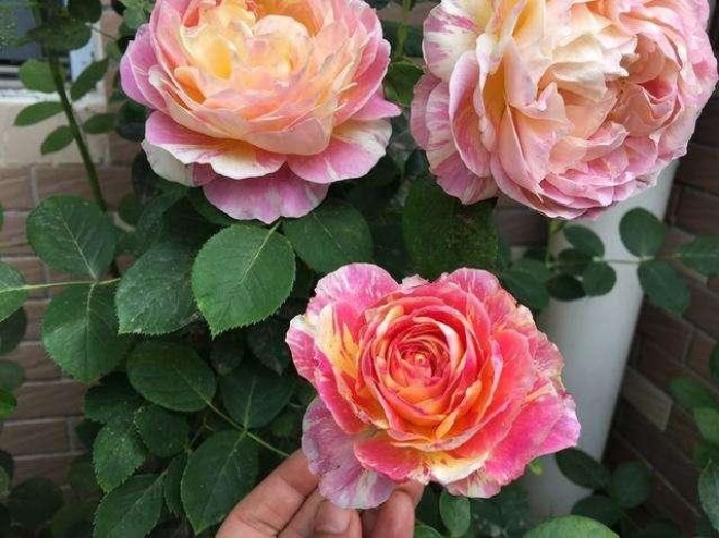 Có 2 mẹo nhỏ khi trồng hoa hồng, đảm bảo chồi khỏe, nụ nhiều, hoa nở to như cái bát - 3