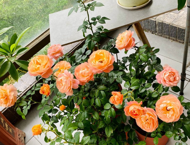 Có 2 mẹo nhỏ khi trồng hoa hồng, đảm bảo chồi khỏe, nụ nhiều, hoa nở to như cái bát - 1