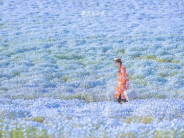 Biển hoa với hàng triệu bông nở rộ ở Nhật Bản, phải đến đúng thời điểm mới săn được