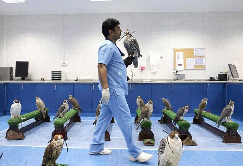 View - Cận cảnh loài chim giá nửa tỷ, được đặc cách cấp hộ chiếu riêng và đi máy bay khoang hạng nhất