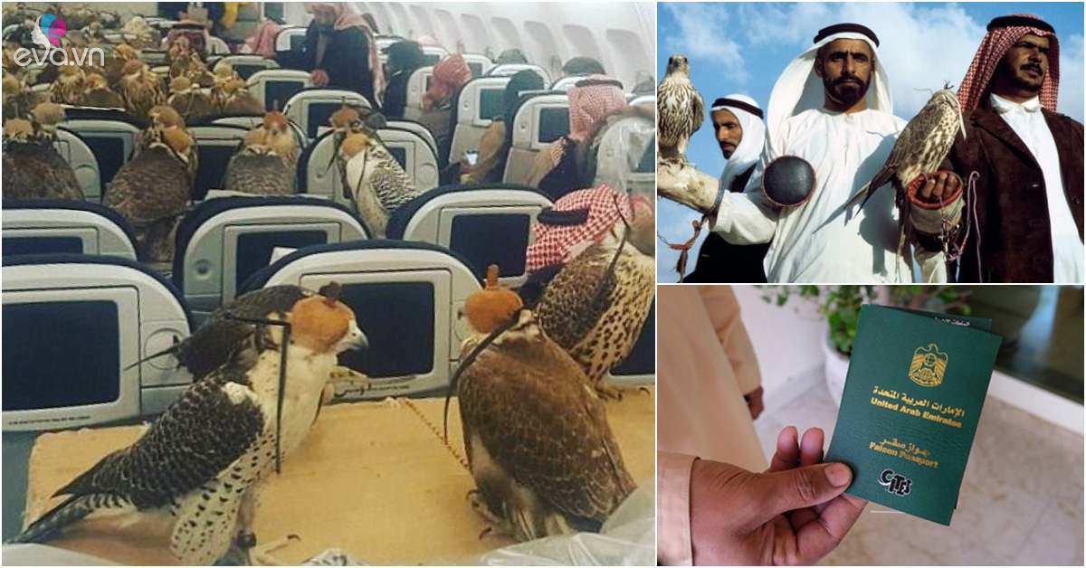 View - Cận cảnh loài chim giá nửa tỷ, được đặc cách cấp hộ chiếu riêng và đi máy bay khoang hạng nhất