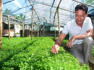 Nghề lạ ở Việt Nam: Loại cây mọc vạ vật trong vườn, nay dân trồng thắng lớn, thu 100 triệu mỗi vụ thành đặc sản lạ