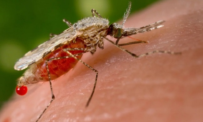 Đang dịch sốt xuất huyết bùng phát, vận dụng ngay những mẹo này, muỗi sạch bóng không dám vào nhà - 1