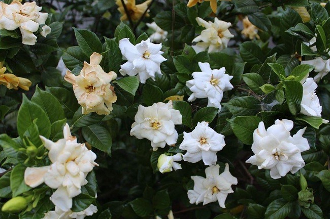 10 loại hoa thơm nức mũi, đặt trong nhà bay hết mùi, lúc nào cũng có hương thơm thanh mát - 9