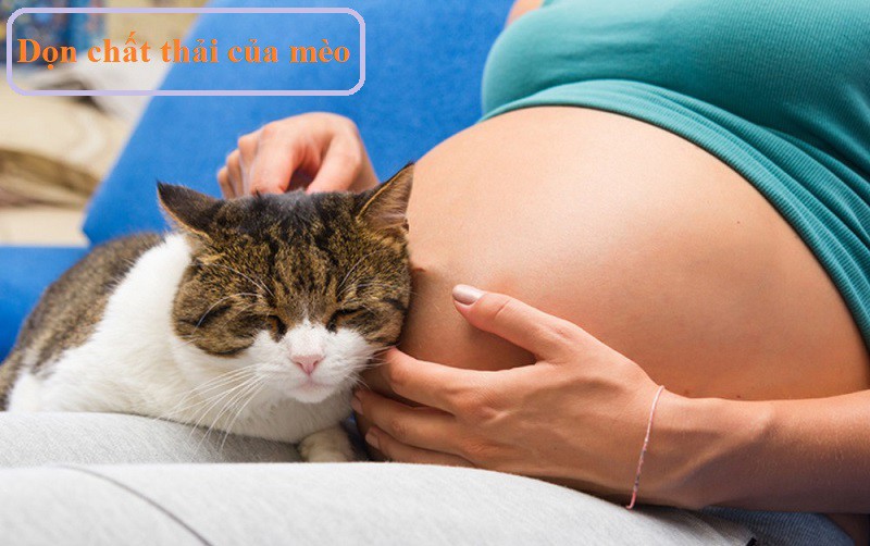 Mặc dù việc nuôi thú cưng khi mang thai là an toàn nhưng bà bầu nên tránh dọn dẹp chất thải cho mèo vì điều này có thể gây nhiễm trùng nghiêm trọng.
