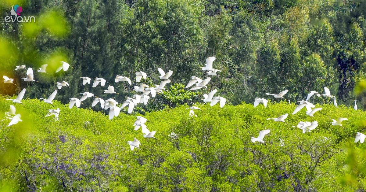 Gallery - Rừng ngập mặn đẹp như mơ ở Bàu Cá Cái Quảng Ngãi