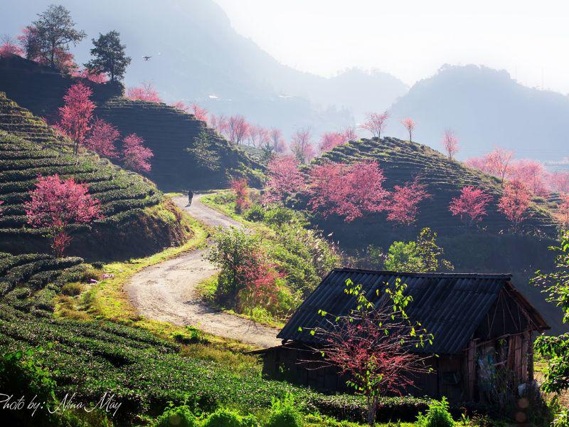 Bạn sẽ thấy cả đồi chè giống như hình bát úp xếp chồng lên nhau, một màu xanh ngắt xen kẽ sắc hồng tươi tắn của những bông hoa anh đào tạo nên khung cảnh như trong tranh.
