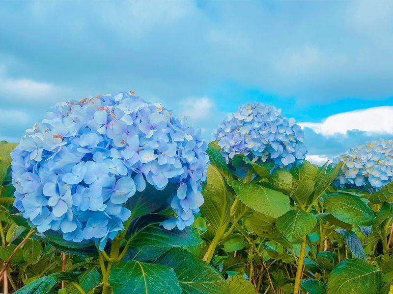 Bởi vì nhu cầu tham quan của du khách ngày càng cao nên có rất nhiều cánh đồng hoa cẩm tú cầu mọc lên tại Đà Lạt.
