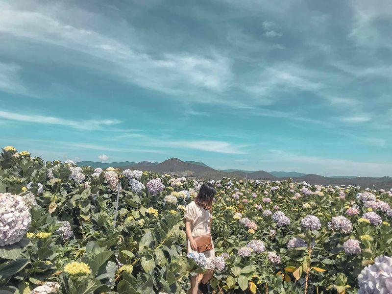 Cẩm tú cầu là loài hoa nở quanh năm suốt tháng, vì vậy đến Đà Lạt vào bất kỳ thời gian nào bạn cũng có thể dễ dàng chụp ảnh cùng hoa.
