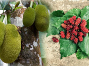 Sức khỏe - 8 loại trái cây siêu kháng viêm ngừa ung thư, đặc biệt loại cuối là thứ quả dân dã chỉ Đông Nam Á có