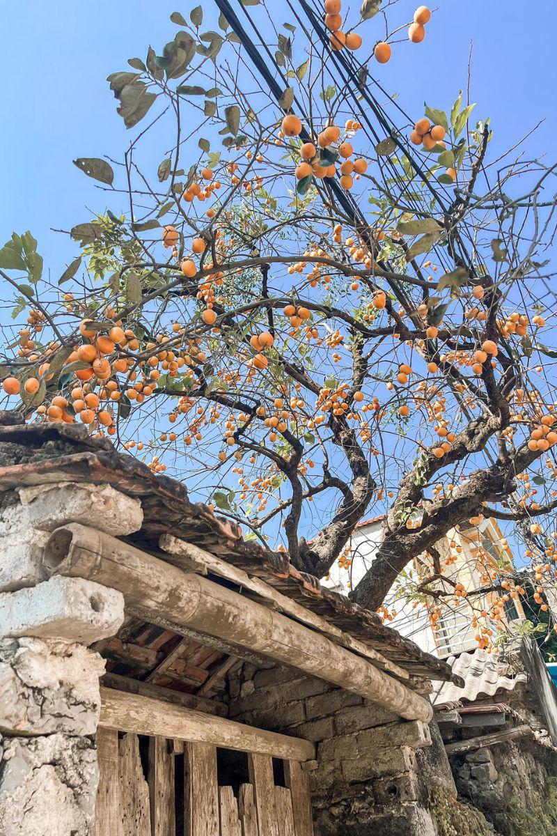 Vào khoảng tháng 11/2021, sau khi có người chụp ảnh đăng lên mạng xã hội thì cây hồng nhà bà Xiêm bỗng chốc trở thành địa điểm cuốn chân hội đam mê sống ảo.
