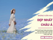 Clip Eva - Những vườn hoa đẹp ở châu Á lên hình ‘xinh muốn xỉu’ không thể bỏ qua