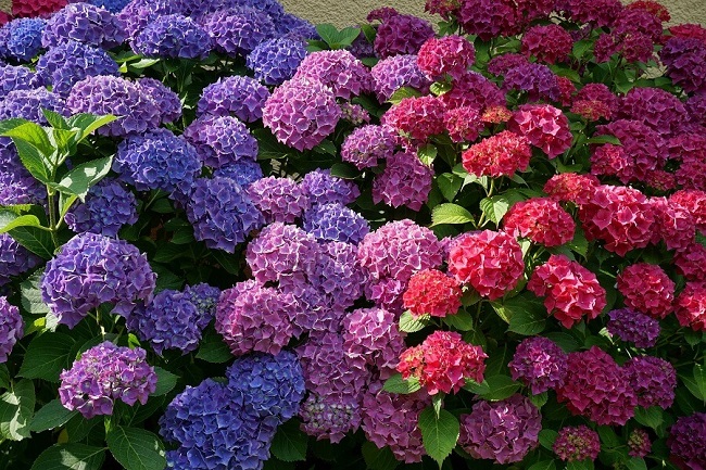 12 loại hoa đẹp chỉ cần ngắt cành giâm xuống là lên, ít tốn công chăm sóc cây vẫn tốt hoa nở rực rỡ - 8
