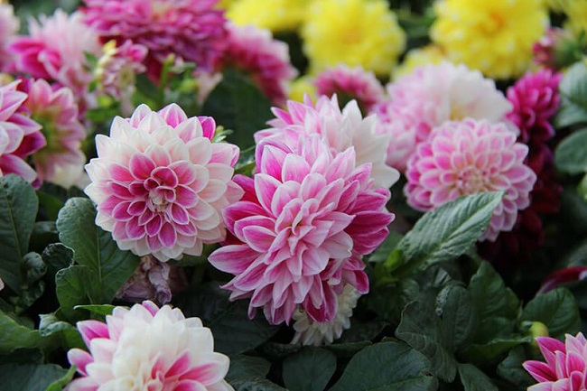 12 loại hoa đẹp chỉ cần ngắt cành giâm xuống là lên, ít tốn công chăm sóc cây vẫn tốt hoa nở rực rỡ - 5