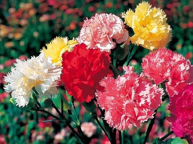 12 loại hoa đẹp chỉ cần ngắt cành giâm xuống là lên, ít tốn công chăm sóc cây vẫn tốt hoa nở rực rỡ - 7