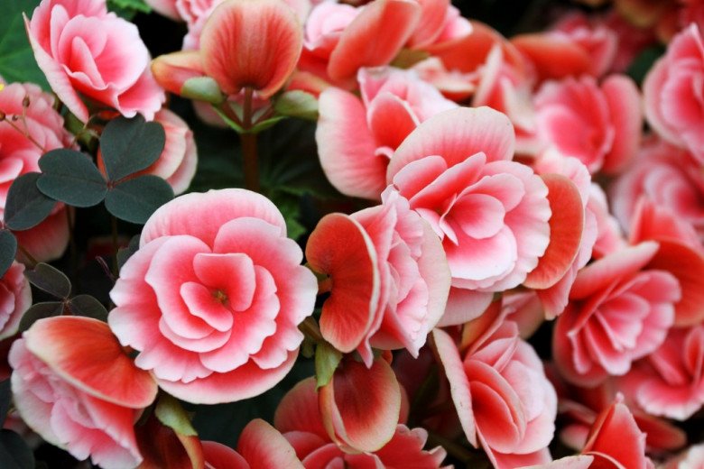 5 loại hoa có khả năng chịu lạnh tốt lại siêng ra hoa, chăm đúng cách hoa nở rực rỡ - 4