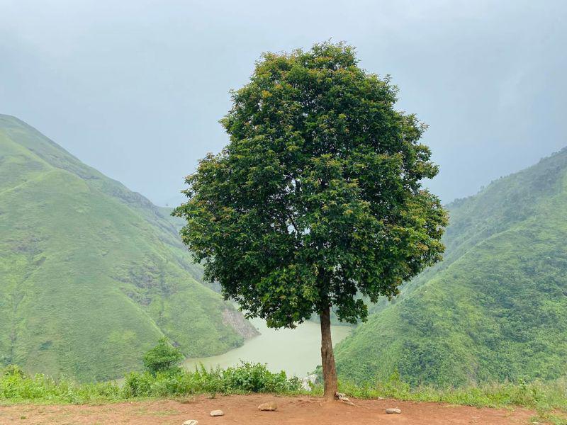 Để đến được đây, bạn phải di chuyển từ Hà Nội đến thị trấn Bắc Yên. Cây cô đơn cách trung tâm xã Tà Xùa 11km.
