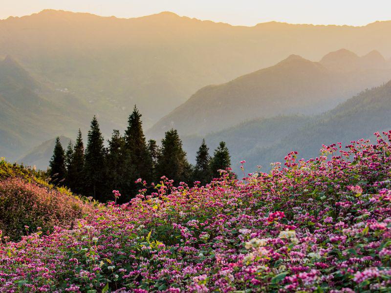 Một trong những trải nghiệm không thể bỏ qua khi du lịch Hà Giang những tháng cuối năm đó là tham quan những vườn hoa tam giác mạch nở bừng sắc hồng tím.
