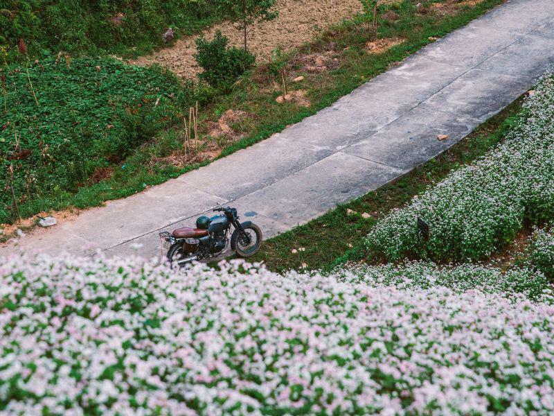 Ngoài ra vào dịp tháng 4 đến tháng 5 cũng có hoa nở trái vụ màu trắng, do đó bạn cũng có thể vi vu đến đây vào thời gian này.
