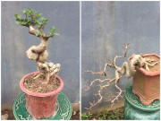 Tiêu dùng - Loại cây mọc hàng rào lên đời thành bonsai, vừa đẹp vừa mang lại tài lộc, giá lên tới vài chục triệu/cây