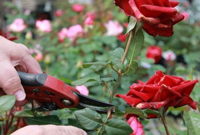 Cách trồng hoa hồng đúng kỹ thuật từ A đến Z, cây khỏe hoa ra nhiều to đẹp - 10