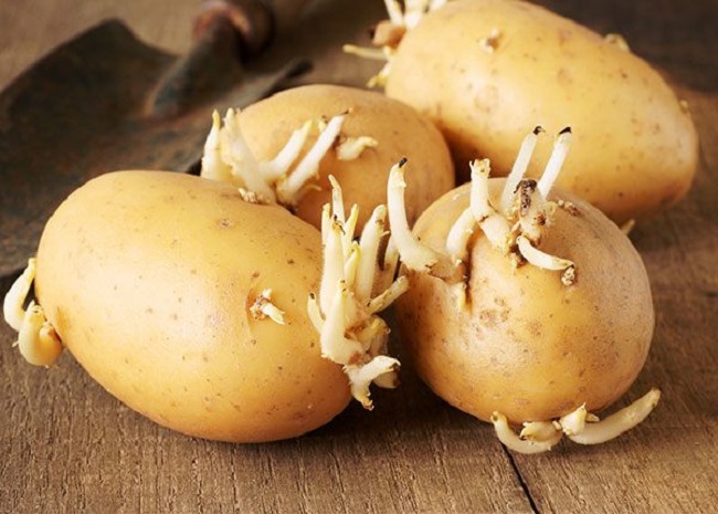 2 cách trồng khoai tây siêu dễ tại nhà, mẹo đơn giản cho năng suất cao - 2