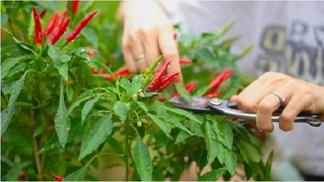Cách trồng ớt tại nhà đúng kỹ thuật đơn giản, cây luôn tươi tốt nhiều quả - 9