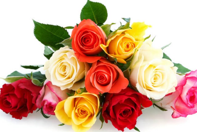 Cách trồng hoa hồng đúng kỹ thuật từ A đến Z, cây khỏe hoa ra nhiều to đẹp - 2
