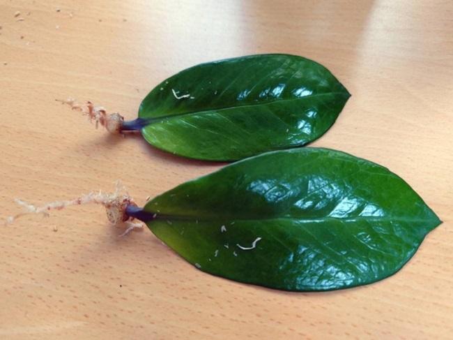 2 Cách trồng cây kim tiền từ lá và cành đơn giản, cây khỏe lá xanh tốt thu hút tài lộc - 2