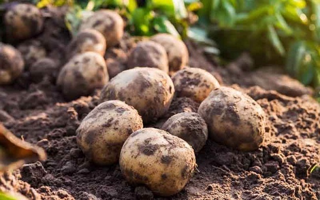 2 cách trồng khoai tây siêu dễ tại nhà, mẹo đơn giản cho năng suất cao - 1