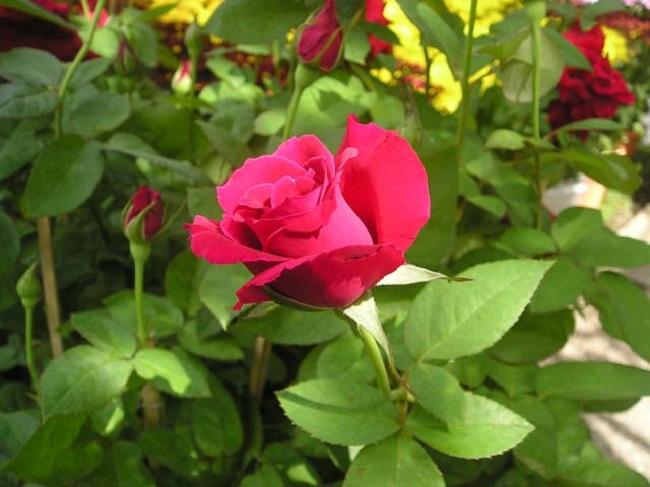 Cách trồng hoa hồng đúng kỹ thuật từ A đến Z, cây khỏe hoa ra nhiều to đẹp - 1