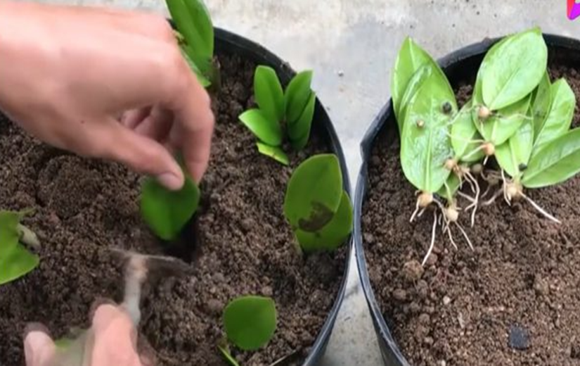 2 Cách trồng cây kim tiền từ lá và cành đơn giản, cây khỏe lá xanh tốt thu hút tài lộc - 5