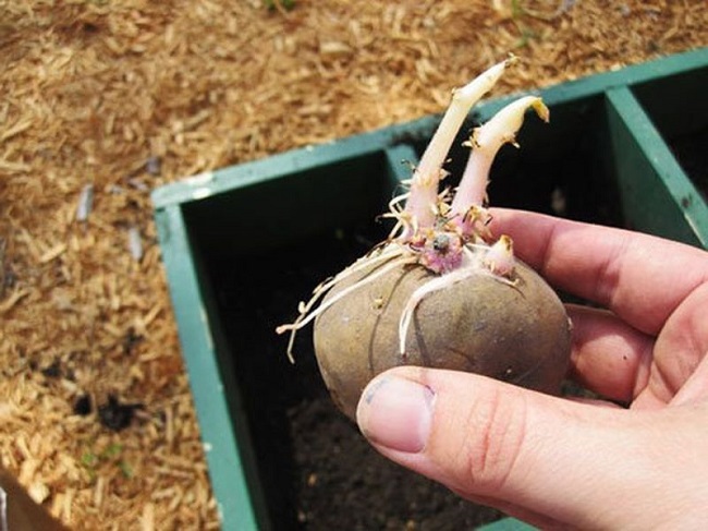 2 cách trồng khoai tây siêu dễ tại nhà, mẹo đơn giản cho năng suất cao - 5