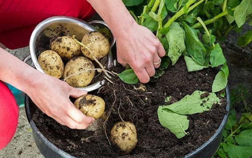 2 cách trồng khoai tây siêu dễ tại nhà, mẹo đơn giản cho năng suất cao - 4