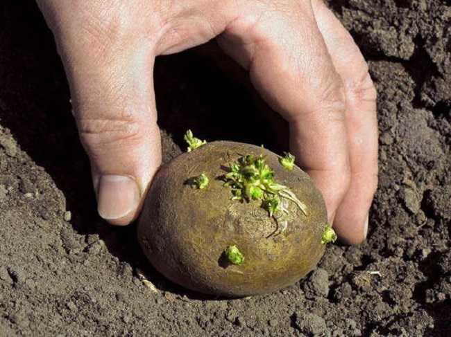 2 cách trồng khoai tây siêu dễ tại nhà, mẹo đơn giản cho năng suất cao - 3