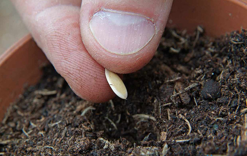 Cách trồng dưa leo tại nhà vô cùng đơn giản, cây khỏe ít sâu bệnh ra quả nhiều - 6